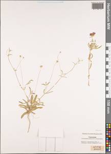 Lomelosia persica (Boiss.) Greuter & Burdet, Middle Asia, Karakum (M6) (Turkmenistan)