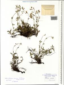 Helianthemum canum, Caucasus, Stavropol Krai, Karachay-Cherkessia & Kabardino-Balkaria (K1b) (Russia)