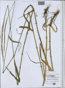 Elymus, Middle Asia, Western Tian Shan & Karatau (M3) (Kyrgyzstan)