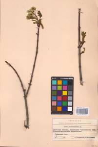 Acer platanoides L., Eastern Europe, Belarus (E3a) (Belarus)