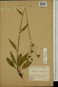 Hieracium lachenalii subsp. deductum (Sudre) Greuter, Eastern Europe, Moscow region (E4a) (Russia)