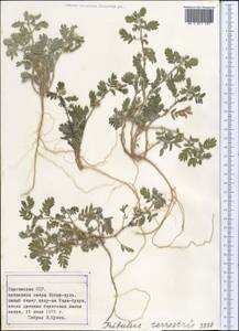 Tribulus terrestris L., Middle Asia, Northern & Central Tian Shan (M4) (Kyrgyzstan)