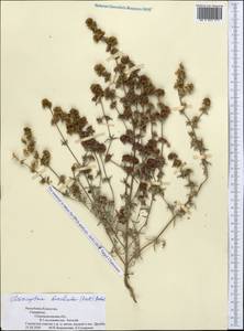 Pyankovia brachiata (Pall.) Akhani & Roalson, Middle Asia, Muyunkumy, Balkhash & Betpak-Dala (M9) (Kazakhstan)