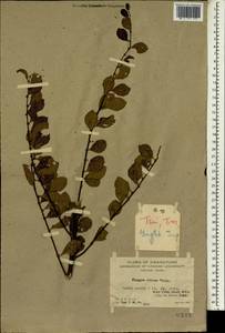 Flueggea virosa (Roxb. ex Willd.) Royle, South Asia, South Asia (Asia outside ex-Soviet states and Mongolia) (ASIA) (China)