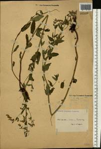 Nepeta nuda subsp. nuda, Eastern Europe, Central forest-and-steppe region (E6) (Russia)