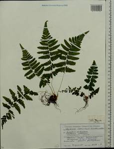 Dryopteris carthusiana (Vill.) H. P. Fuchs, Eastern Europe, Belarus (E3a) (Belarus)