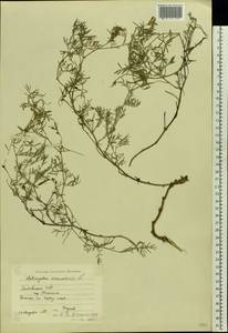 Astragalus arenarius L., Eastern Europe, Lithuania (E2a) (Lithuania)