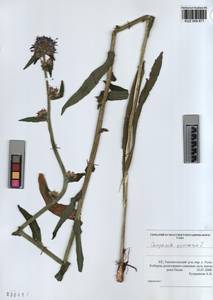KUZ 004 871, Campanula cervicaria L., Siberia, Altai & Sayany Mountains (S2) (Russia)