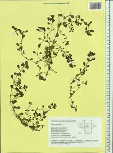 Lythrum portula (L.) D. A. Webb, Eastern Europe, Central region (E4) (Russia)