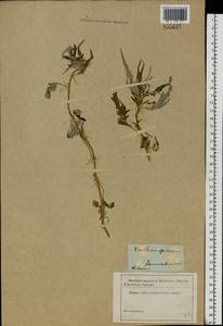 Xanthium spinosum L., Eastern Europe, North Ukrainian region (E11) (Ukraine)