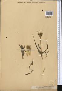 Tragopogon ruber S. G. Gmel., Middle Asia, Muyunkumy, Balkhash & Betpak-Dala (M9) (Kazakhstan)