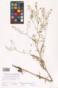 Rorippa brachycarpa (C.A.Mey.) Hayek, Eastern Europe, Lower Volga region (E9) (Russia)