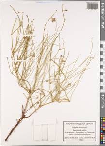 Ephedra distachya L., Eastern Europe, Central forest-and-steppe region (E6) (Russia)