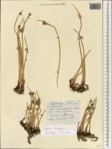 Cyperus laevigatus L., South Asia, South Asia (Asia outside ex-Soviet states and Mongolia) (ASIA) (Israel)