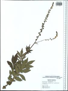 Agrimonia eupatoria L., Eastern Europe, Central region (E4) (Russia)