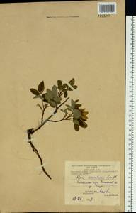 Rosa acicularis Lindl., Siberia, Chukotka & Kamchatka (S7) (Russia)