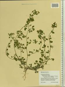 Medicago lupulina L., Eastern Europe, Western region (E3) (Russia)