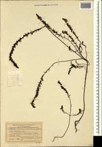 Odontites luteus (L.) Clairv., Crimea (KRYM) (Russia)