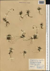 Omalotheca supina (L.) DC., Eastern Europe, West Ukrainian region (E13) (Ukraine)