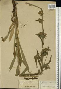 Campanula cervicaria L., Eastern Europe, Central forest-and-steppe region (E6) (Russia)