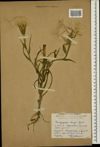 Tragopogon dubius Scop., Caucasus, Dagestan (K2) (Russia)
