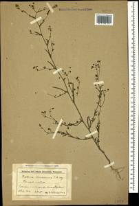 Bupleurum marschallianum C. A. Mey., Caucasus, Stavropol Krai, Karachay-Cherkessia & Kabardino-Balkaria (K1b) (Russia)
