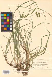 Carex mollissima Christ ex Scheutz, Siberia, Russian Far East (S6) (Russia)
