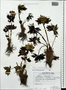Trollius ranunculinus (Sm.) Stearn, Caucasus, North Ossetia, Ingushetia & Chechnya (K1c) (Russia)