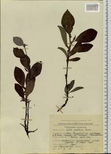 Salix pulchra Cham., Siberia, Chukotka & Kamchatka (S7) (Russia)