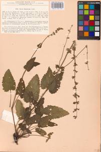 MHA 0 156 105, Salvia dumetorum Andrz. ex Besser, Eastern Europe, Eastern region (E10) (Russia)