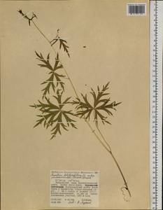 Aconitum pseudokusnezowii Vorosch., Siberia, Russian Far East (S6) (Russia)