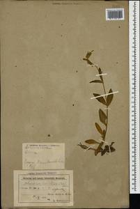 Silene latifolia subsp. latifolia, Caucasus, Azerbaijan (K6) (Azerbaijan)