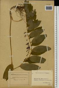 Polygonatum multiflorum (L.) All., Eastern Europe, Rostov Oblast (E12a) (Russia)