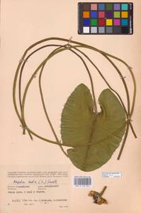 Nuphar lutea (L.) Sm., Eastern Europe, Western region (E3) (Russia)