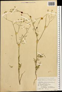 Lepidium vesicarium L., Caucasus, Armenia (K5) (Armenia)