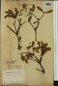Viscum album L., Western Europe (EUR) (Germany)