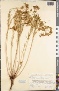 Euphorbia seguieriana Neck., Eastern Europe, North Ukrainian region (E11) (Ukraine)