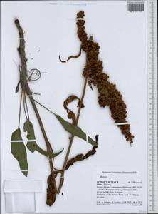 Rumex, South Asia, South Asia (Asia outside ex-Soviet states and Mongolia) (ASIA) (China)