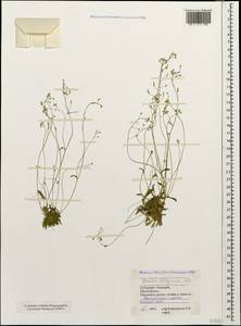 Draba siliquosa M. Bieb., Caucasus, Stavropol Krai, Karachay-Cherkessia & Kabardino-Balkaria (K1b) (Russia)