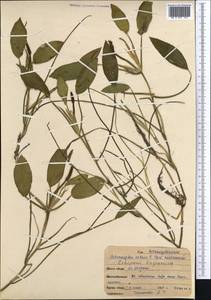 Potamogeton natans L., Middle Asia, Northern & Central Kazakhstan (M10) (Kazakhstan)