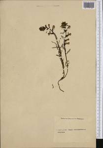 Pedicularis, Western Europe (EUR) (Not classified)