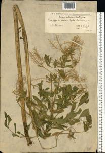 Rorippa austriaca (Crantz) Besser, Eastern Europe, Lower Volga region (E9) (Russia)