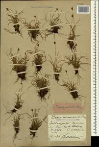 Carex pyrenaica subsp. micropodioides (V.I.Krecz.) Chandjian, Caucasus, North Ossetia, Ingushetia & Chechnya (K1c) (Russia)