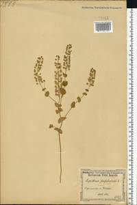 Lepidium perfoliatum L., Eastern Europe, North Ukrainian region (E11) (Ukraine)