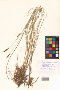 Carex diandra Schrank, Siberia, Russian Far East (S6) (Russia)