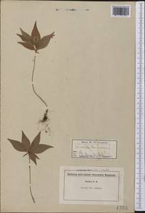 Lysimachia borealis (Raf.) U. Manns & Anderb., America (AMER) (United States)