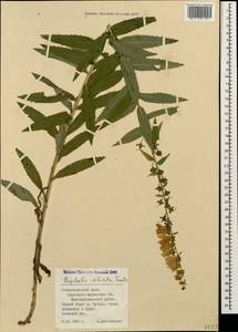 Digitalis ciliata Trautv., Caucasus, Stavropol Krai, Karachay-Cherkessia & Kabardino-Balkaria (K1b) (Russia)