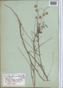 Onobrychis pulchella Schrenk, Middle Asia, Pamir & Pamiro-Alai (M2) (Tajikistan)