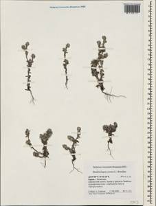 Bombycilaena erecta (L.) Smoljan., Crimea (KRYM) (Russia)