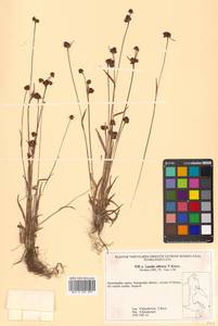 Luzula multiflora subsp. sibirica V. I. Krecz., Siberia, Chukotka & Kamchatka (S7) (Russia)